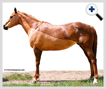 Clipping votre cheval (les amoureux du cheval) Clipping votre cheval