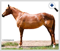 Clipping votre cheval (beaucoup tapis garage et de stationnement) Clipping votre cheval