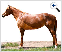 Clipping votre cheval (cheval alimentation) Clipping votre cheval