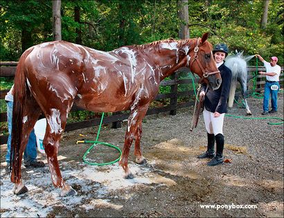 Clipping votre cheval