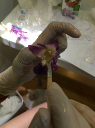 Le revêtement des fleurs en résine, La Vie En Rose Project (comment fabriquer des fleurs enduits de résine) Le revêtement des fleurs en résine, La Vie En Rose Projet