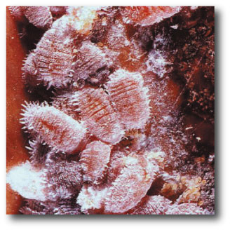 Cochenille colorant alimentaire Fabriqué à partir de Bugs (colorant) Cochenille colorant alimentaire Fabriqué à partir de Bugs