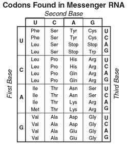 Codon Chart - Molekulare Genetik