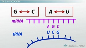 Codon Recognition Wie tRNA und Antikodons Interpretieren des genetischen Codes - Video & amp; Lektion Transcript