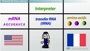 Codon Recognition Wie tRNA und Antikodons Interpretieren des genetischen Codes - Video & amp; Lektion Transcript