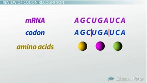 Codon Recognition Wie tRNA und Antikodons Interpretieren des genetischen Codes - Video & amp; Lektion Transcript