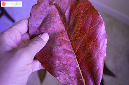Couleur teinté Feuilles squelette - La vie Kreative (feuilles) Couleur teinté Feuilles squelette - La vie Kreative