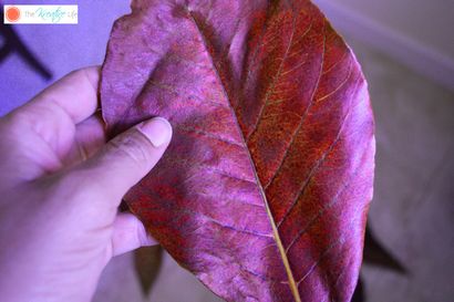 Couleur teinté Feuilles squelette - La vie Kreative