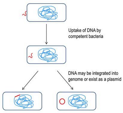 Kompetente Zellen für die Transformation, Sigma-Aldrich