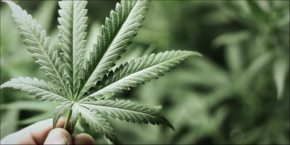 Cuisiner avec du cannabis (cannabis Crédit photo) Cuisiner avec du cannabis