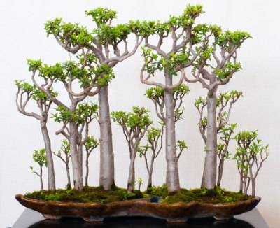 Crassula Bonsai - faire un arbre charmant petit de votre Jade plante