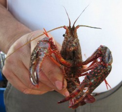 Faire bouillir Crawfish, Louisiane langouste Faire bouillir, ce qui est la cuisine Amérique