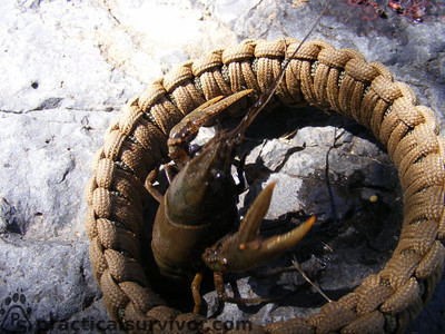 Langoustes, Survivor pratique