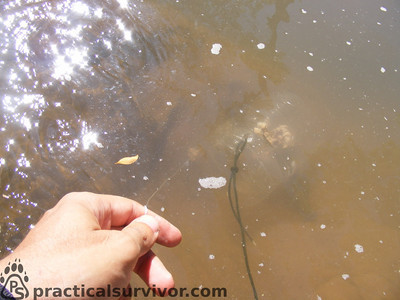 Langoustes, Survivor pratique