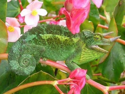 Créer un habitat pour votre caméléon