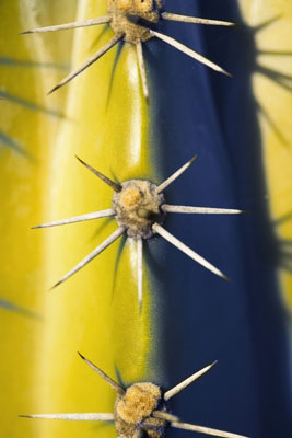 Studio d'éclairage créatif pour la macrophotographie