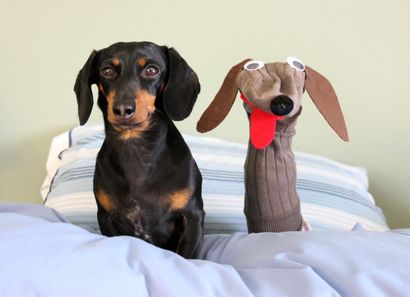 Crusoe The Celebrity teckel Explique Comment faire un chien de marionnette de chaussette