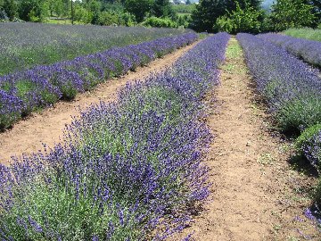 Lavande culinaire, ce qui est la cuisine Amérique (lavande) Lavande culinaire, ce qui est l'Amérique Cooking