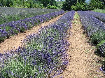 Kulinarische Lavendel, was kocht Amerika