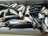 Poisson durcissement (filets filets filets) salaison du poisson