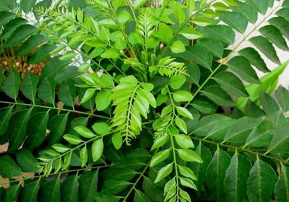 Curry Leaf (Karipatta) Avantages, remèdes maison par SpeedyRemedies