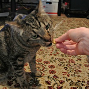 Köstliche hausgemachte Katze behandelt