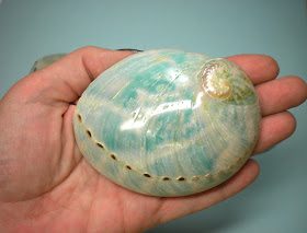 Del Coquilles de Big Seashell Barrettes