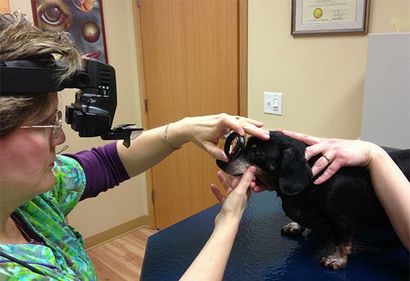 Ophtalmoscopie de diagnostic pour le vétérinaire @ Eye Care animaux