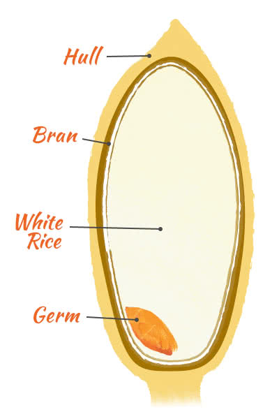 Différents types de riz, différents types de grains de riz