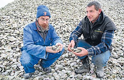 coquilles d'huîtres commencent une nouvelle vie mis au rebut