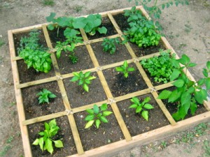 Divas Do Garden Un débutant - Guide de l'organisation d'un petit espace GardenGreat Jardin d'alimentation Blog
