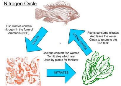 Bricolage aquaponique 5 meilleurs 100% Engrais organiques - Fish Safe! Agriculture 4 Changement