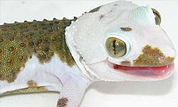 Bricolage Bâtiment A Reptile Mur de roche - Gecko Time - Temps Gecko