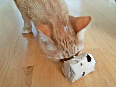 DIY Cat Treat Dispenser - Upcycled Freie Katze-Spielzeug