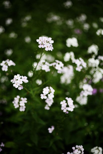 DIY Frischer Blumenkranz