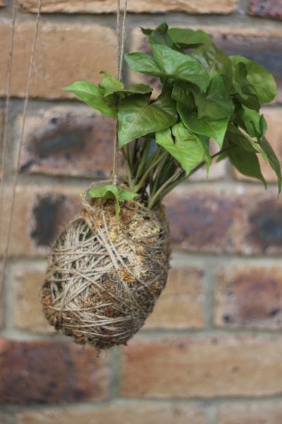 DIY Kokedama hängende Schnur Pflanzen - My Little Sunshine House