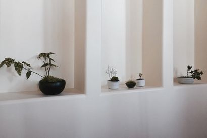 DIY no-fuss Bonsai für Anfänger