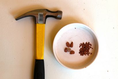 DIY no-fuss Bonsai für Anfänger