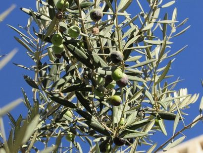 DiY Olive Leaf Extract avec des avantages, Joybilee Ferme