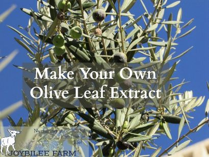 DiY Olive Leaf Extract avec des avantages, Joybilee Ferme