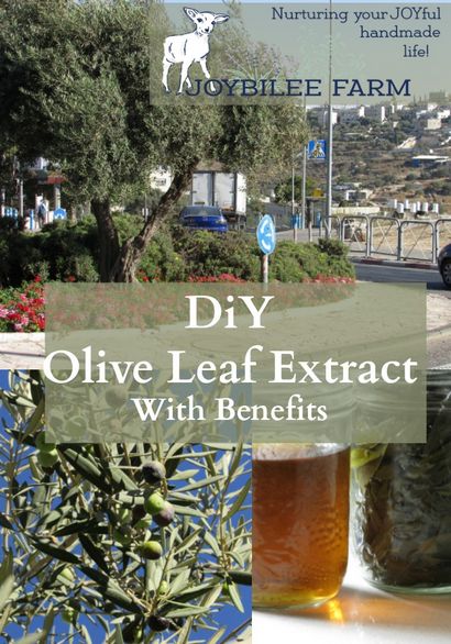 DiY Olive Leaf Extract avec des avantages, Joybilee Ferme