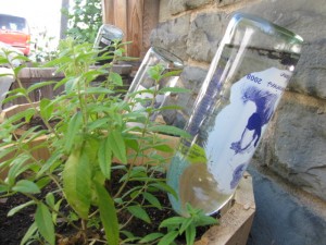 Bricolage - Globes arrosage des plantes Frugal Upstate