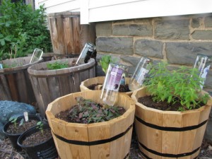 Bricolage - Globes arrosage des plantes Frugal Upstate