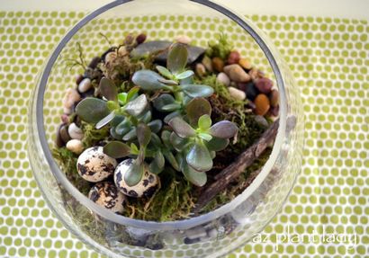 DIY-Projekte für das Haus, wie ein Terrarium Stellen