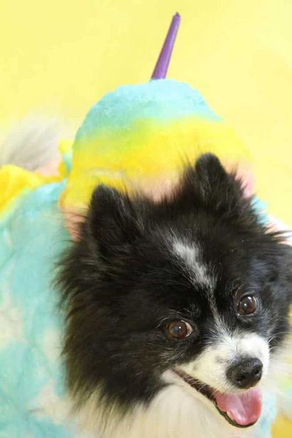 DIY Regenbogen-Zuckerwatte-Kostüme für Damen - ihr Fell Babys! Brite und Bubbly