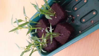 DIY - Starten Sie Ihre Bonsai-Chilli-Pflanze