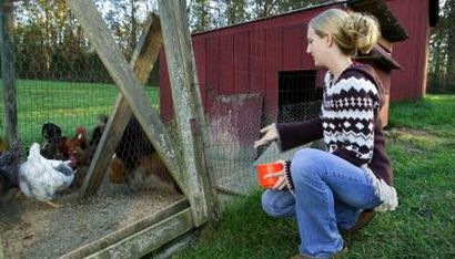 Hat legen Mash Hilfe Hennen produzieren mehr Eier, Tiere