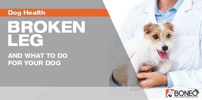 Chien brisé des jambes à - Conseils sur la façon d'aider un chien avec une jambe cassé, Boneo canine