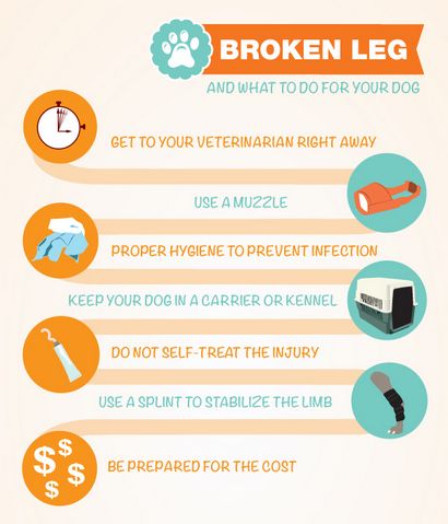 Chien brisé des jambes à - Conseils sur la façon d'aider un chien avec une jambe cassé, Boneo canine