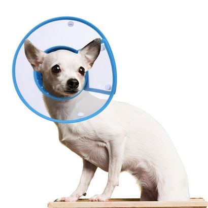Dog cône - Buster Colliers, gonflable Colliers, Et Cônes Comfy - Nous vous aider à choisir